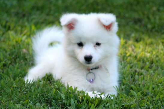 Pomeranian