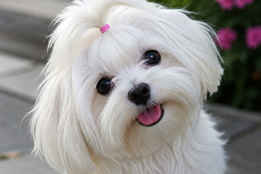 Maltese puppy