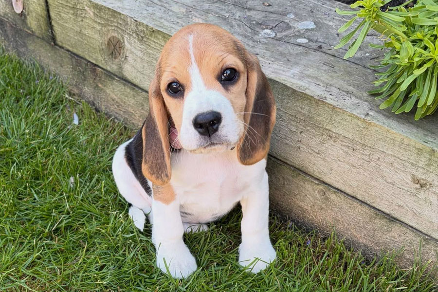 Beagle